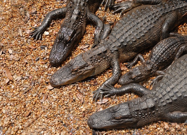 Quand visiter les Everglades ?